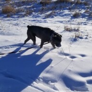 Welcome to the pack Bella!!! #dogs #mastiff