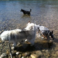 Teela, cooper, sarge and Kona