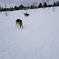 Sw pups at riverpark!!! #dogs #dogwalker #shepherd #doodle #greyhound #chocolatelab #lab