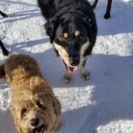 Pack at bowness park NW!!! #Dogs #dogwalkerlife #dogwalker #packwalksyyc