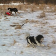 Teela, Ruby and Ace on the run.