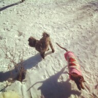 Action shot: Sophie & Lolo