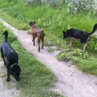 Buddy, Shea & Teela