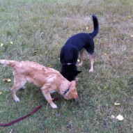 Teela & rescue pup, Dolly.