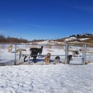 Happy playful faces!!! #dogwalking #allbreeds #dogs #packwalks