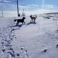 #happydogs #packwalks #swparks #nwparks #yyc