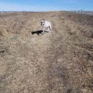 Look at all these happy morning dogs at Tuscany park! #nwyyc #nw #yyc #calgary #dogs