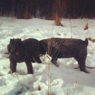 Annie and Rocco enjoying the snow