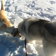 Jazz and Kona