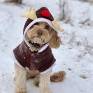 Monday #runswithrover #dogwalking #yycdogs #calgarydogs #dogsofinstagram #packwalk #packwalks #dogwalker #yycdogwalker  #happydogs #winterwalks