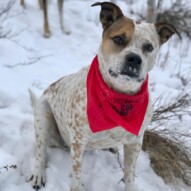 We have two new pack members! Ella Fitzgerald (Pittie/RedHeeler) and Nina Simone (husky mix) aced their first walk with us ️ #runswithrover #dogwalking #yycdogs #calgarydogs #dogsofinstagram #packwalk #packwalks #dogwalker #yycdogwalker  #happydogs #winterwalks