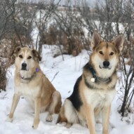 Tuesday #runswithrover #dogwalking #yycdogs #calgarydogs #dogsofinstagram #packwalk #packwalks #dogwalker #yycdogwalker  #happydogs #winterwalks