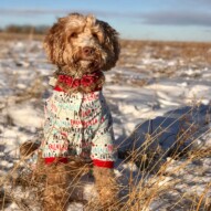 Merry Christmas from Runs with Rover🏻. We’ll see you in 2023️ #runswithrover #dogwalking #yycdogs #calgarydogs #dogsofinstagram #packwalk #packwalks #dogwalker #yycdogwalker  #happydogs