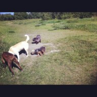 Shea, Jazz, Ruby and Sophie