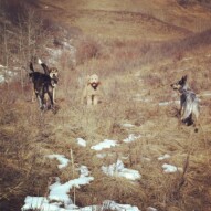 Piper, Samson, Abby and Sarge
