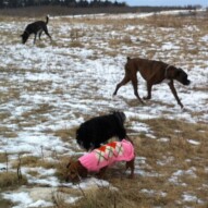 Lolo, Jax, Shea & Piper
