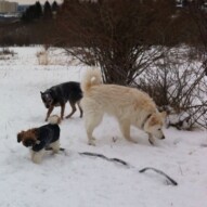 Kia, Sarge and Mattie