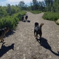 Dogs loving the beautiful sunshine!!!