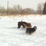 Something smells good in the deep snow