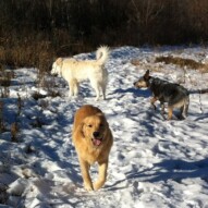 Guinness practicing his recall. Kia & Sarge in the background.