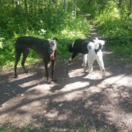 Here are some happy dawgs!!! #sunshine #summer #dogs #packwalks #dogwalker #nwcalgary #yyc