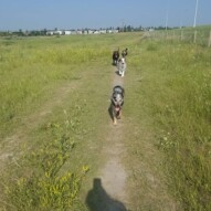 FUN in the SUN #walks #dogwalking #dogs #packwalker #runswithrover #dawgs