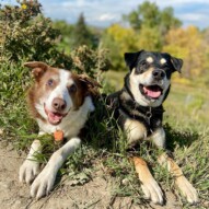 Tuesday walks  #runswithrover #dogwalking #yycdogs #calgarydogs #dogsofinstagram #packwalk #packwalks #dogwalker #yycdogwalker  #happydogs