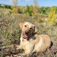 Thursday  #runswithrover #dogwalking #yycdogs #calgarydogs #dogsofinstagram #packwalk #packwalks #dogwalker #yycdogwalker  #happydogs