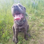 Summer ! #dogs #packwalks #happydogs #happy #sunshine #dogwalking #allbreeds