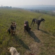 TGIF and it's a hot one!!!! #packwalks #dogs #sunshine #yyc #36degrees