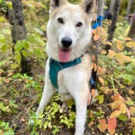 ️ #runswithrover #dogwalking #yycdogs #calgarydogs #dogsofinstagram #packwalk #packwalks #dogwalker #yycdogwalker  #happydogs