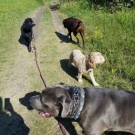 Happy dawgs in the sunshine #dogs #packwalker #dogwalker #dogwalking #dawgs #2018 #summer2018 #dogparks