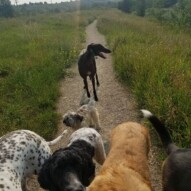 Thursdays crew! #dogs #packwalks #dawgs #dogpark #offleash #calgary