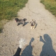 Thursdays crew !! #dawgs #dogwalker #yyc #heatwave #heat #calgary #packwalk #dog #allbreeds #summer2018 #summer #sun