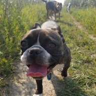 Crew loving the heat! #dogs #dogwalker #walking #heat #sunshine #summer #summer2018