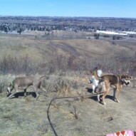 Scout, Samson and Kia