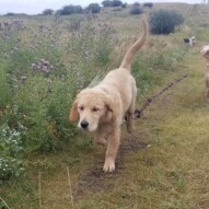 Welcome to the pack Piper (fozzys new baby sister) #puppy #goldenretriever #dogs