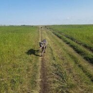 Mondays runners!!! #dogs #speedy #packwalks #yyc #calgary #nosehill #alberta