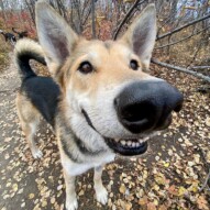 #Runswithrover #dogwalking #yycdogs #calgarydogs #dogsofinstagram #packwalk #packwalks #dogwalker #yycdogwalker  #happydogs