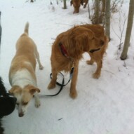 Jazz and Charlie