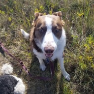 Welcome to the pack Charlie!!! #boardercollie #mixbreed #dogs #yyc