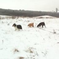 Storm, Abby & Piper