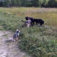 Annie, Teela, Samson and Ruby