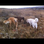 Stella, Shea and Kia