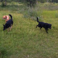 Molly, Teela and Buddy