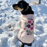 The cold temps brings out all the doggy fashion  #runswithrover #dogwalking #yycdogs #calgarydogs #dogsofinstagram #packwalk #packwalks #dogwalker #yycdogwalker  #happydogs