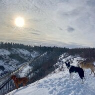 The polar vortex has finally ended #runswithrover #dogwalking #yycdogs #calgarydogs #dogsofinstagram #packwalk #packwalks #dogwalker #yycdogwalker  #happydogs