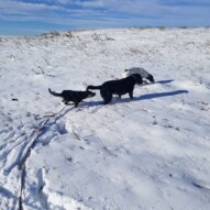 Dogs loving the snow!