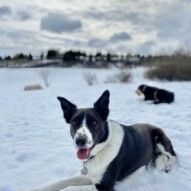 #runswithrover #dogwalking #yycdogs #calgarydogs #dogsofinstagram #packwalk #packwalks #dogwalker #yycdogwalker  #happydogs