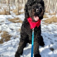 Meet Runs with Rover’s newest pack member! This is Grizz the Goldendoodle. He definitely enjoyed his first walk with his new friends #runswithrover #dogwalking #yycdogs #calgarydogs #dogsofinstagram #packwalk #packwalks #dogwalker #yycdogwalker  #happydogs #goldendoodle #goldendoodlesofinstagram